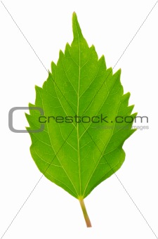 Hibiscus leaf