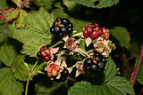Blackberry (Rubus)
