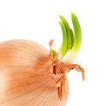 bulbous green onion