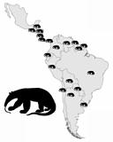 Giant anteater range