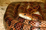 Corn Snake (Pantherophis guttatus)