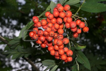 European Rowan (Sorbus aucuparia)