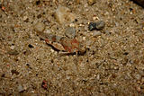 Red Sand Grasshopper (Sphingonotus caerulans)