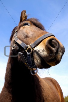 Horse face and blue sky.