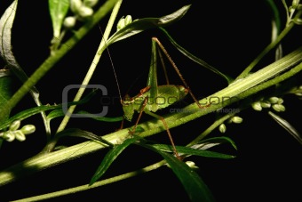 Speckled bush-cricket (Leptophyes punctatissima)