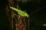 Large green grasshopper (Tettigonia viridissima)