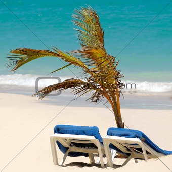 Sun lounger and palm at exotic beach