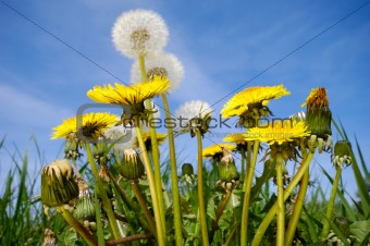 Dandelions and blue sky