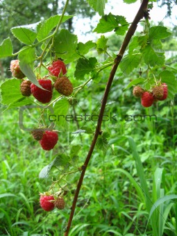 the raspberry