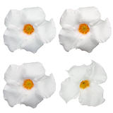 White flowering Mandevilla