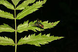 Common green bottle fly (Lucilia sericata)