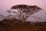 Acacia Tree At Dusk