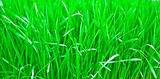 Green fresh young wheat close up