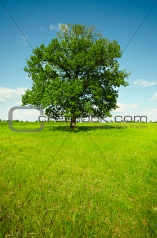 Landscape - field with oak