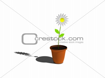 Flower in Pot
