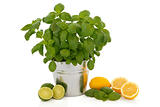Basil Herb and Citrus Fruit