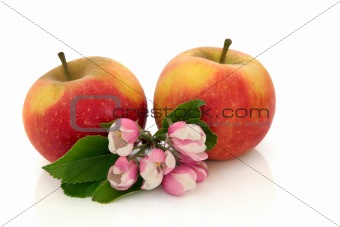Apple Fruit with Flower Blossom