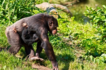 Female Chimpanzee walking with baby