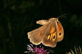 Small Heath (Coenonympha pamphilus)