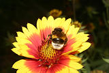 Large Earth Bumblebee (Bombus terrestris)