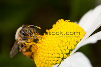 Solitary Bee Collecting Pollen
