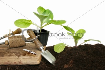 Cabbage planting