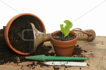 Potting a seedling