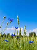 beautiful landscape of  field of wheat and cornflowers