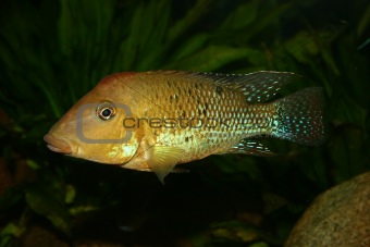 Redhead cichlid (Geophagus steindachneri)