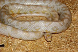 Corn Snake (Pantherophis guttatus)