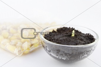 corn seedlings