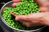 Rinsing green peas