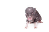 Newborn Piglet