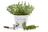 Pruning Thyme Herb Plant