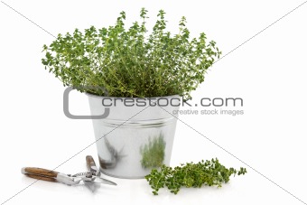 Pruning Thyme Herb Plant