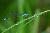 Dragonfly on grass