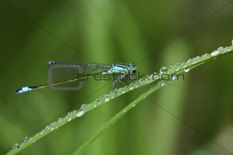 Dragonfly on grass