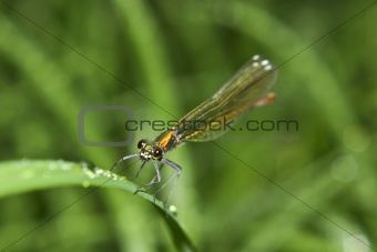 Dragonfly waiting