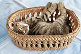 Adorable kitty sleeping in basket