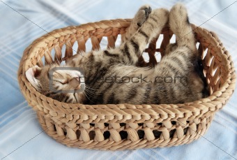 Adorable kitty sleeping in basket