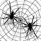 Spider and network
