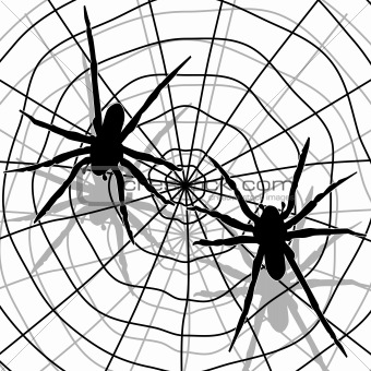 Spider and network