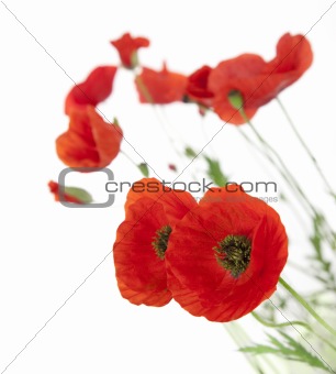 Natural Fresh Poppies isolated on white background / focus on th