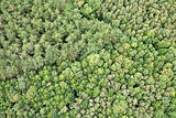 Aerial View of Forest