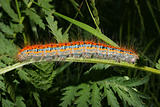 Buff-tip (Phalera bucephala) - Caterpillar