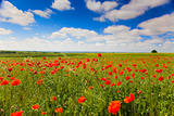 poppy flowers against the blue sky / summer meadow 