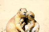 kissing marmots