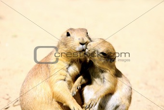 kissing marmots
