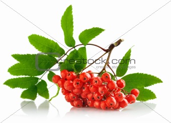 ashberry cluster with red berry and green leaf