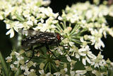 Blowfly (Calliphoridae)